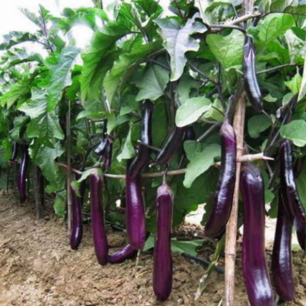 Tanaman bibit sayur terong ungu jenis panjang sehat dan subur