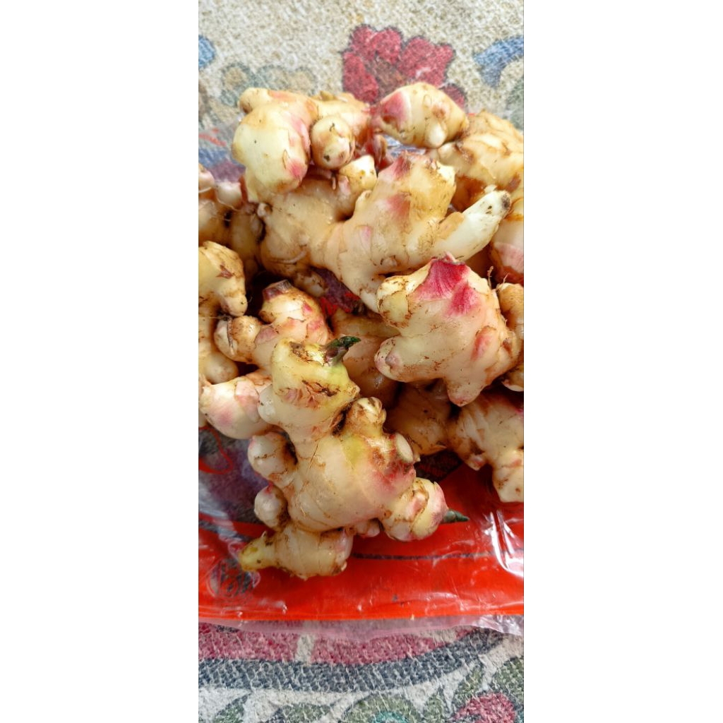 Jahe muda jahe gajah segar 1kg