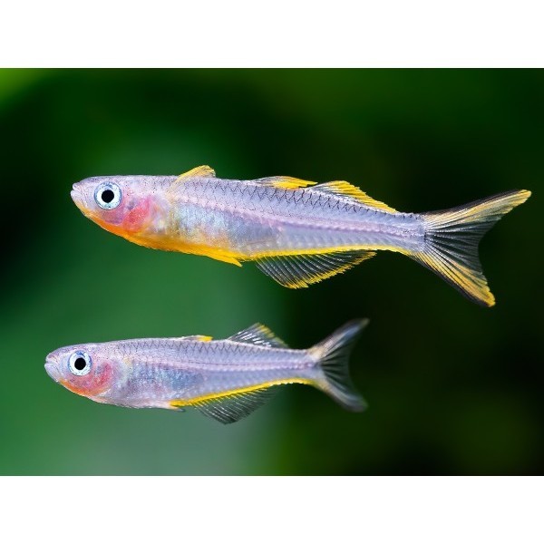 Ornamental Pseudomugil Furcata