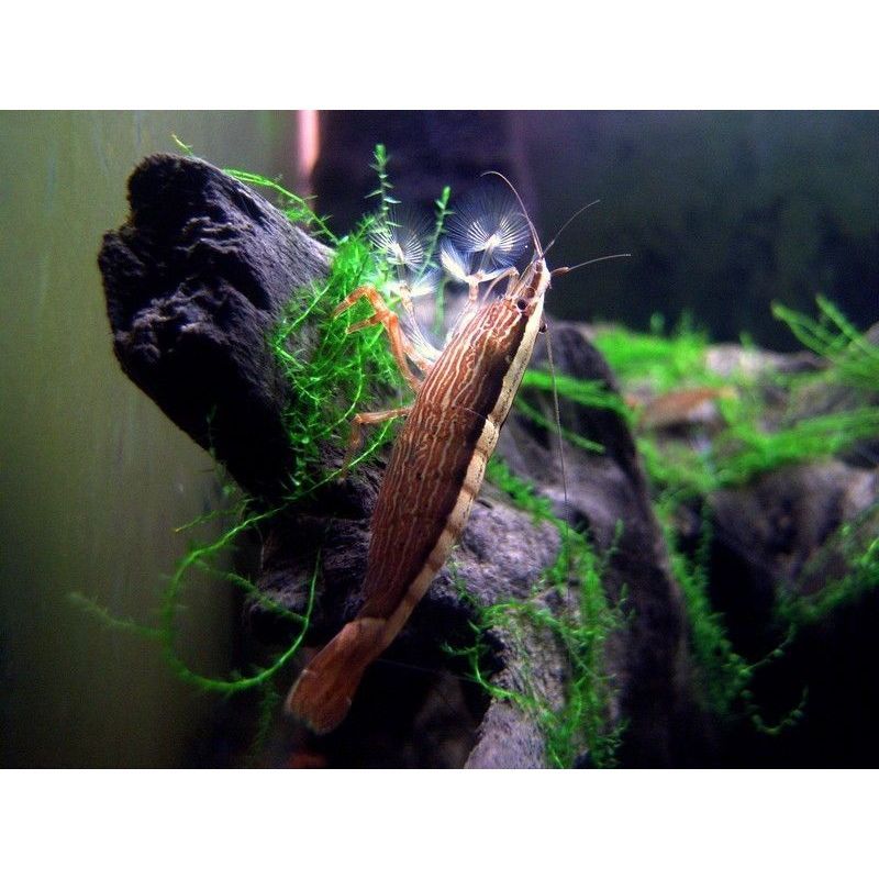 Ornamental Bamboo Shrimp