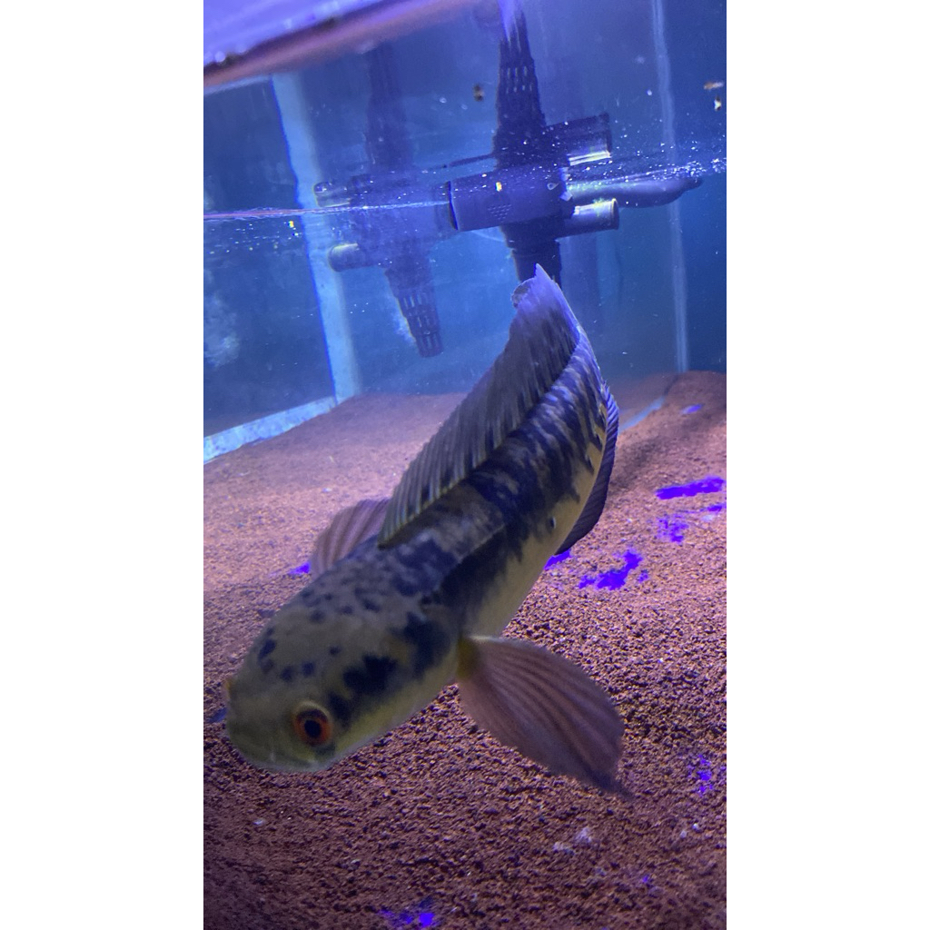 Mystery Box Chana - Isi 1 Ekor, Ukuran 3-6 cm, Anti Limbata