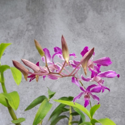 [Ready Stock] Anggrek Dendrobium Superbien Dewasa - SIAP KIRIM