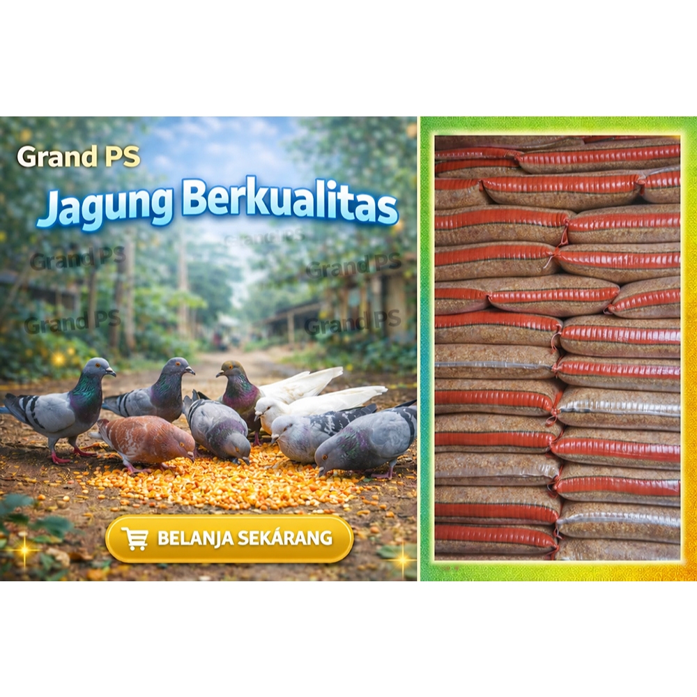 Jagung Merpati Kelas Premium Cililin, Saudara,Cinta,JOss 1 sak 25 kg Jagung Merpati kolong