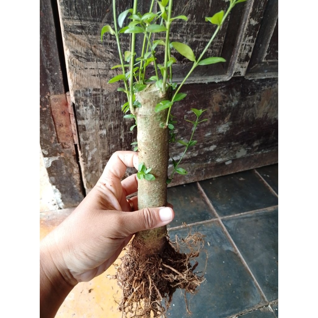 bahan bonsai bonggol anting putri ukuran stang