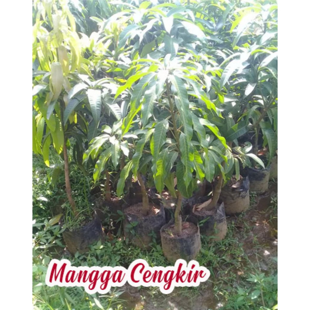 bibit pohon mangga cengkir (cangkok) genjah cepat berbuah polybag 50