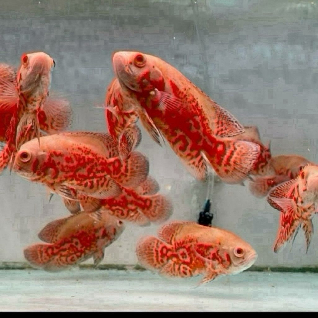 Oscar Tiger Albino good marking 9-10cm super kualitas