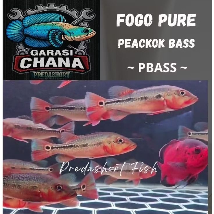 pbass / peackokbass fogo pure garansi 100% real