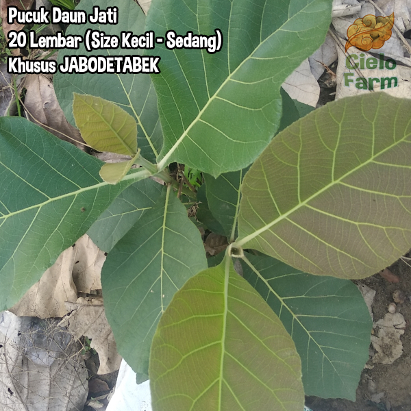 Daun Jati Muda 20 Lembar Pewarna Ecoprint Mug Dan Kain Untuk Gudeg Cielo Farm