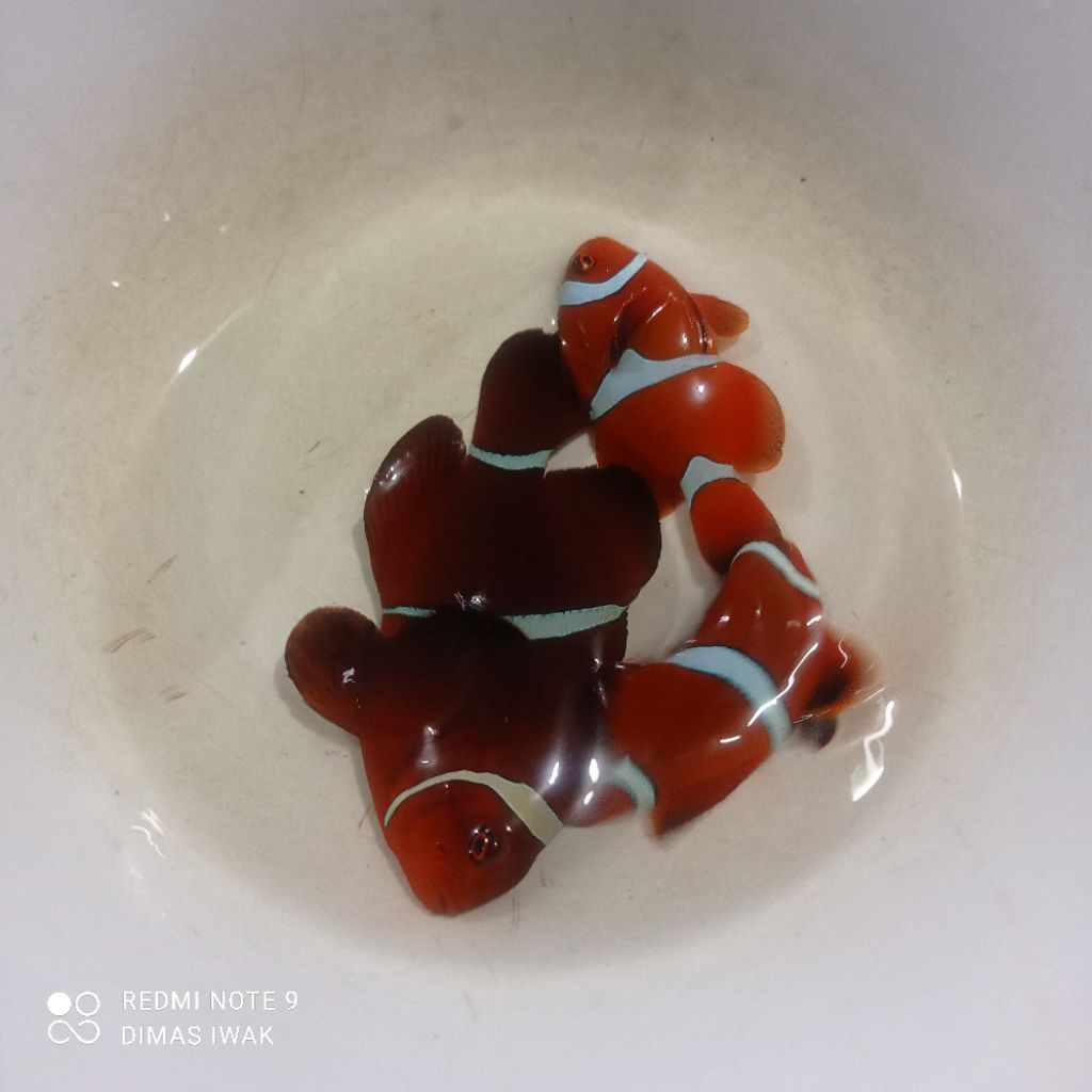 Ikan Hias Laut | Balong | Amphiprion biaculeatus