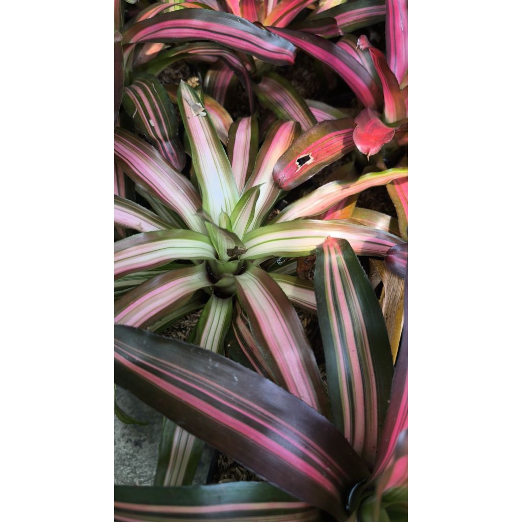 Tanaman bromelia merah, pink, tricolor