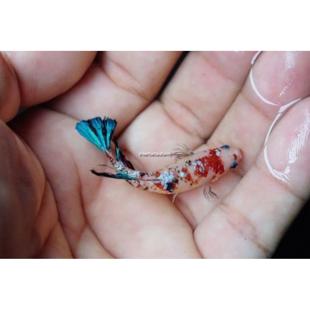 Cupang female multicolor Top grade