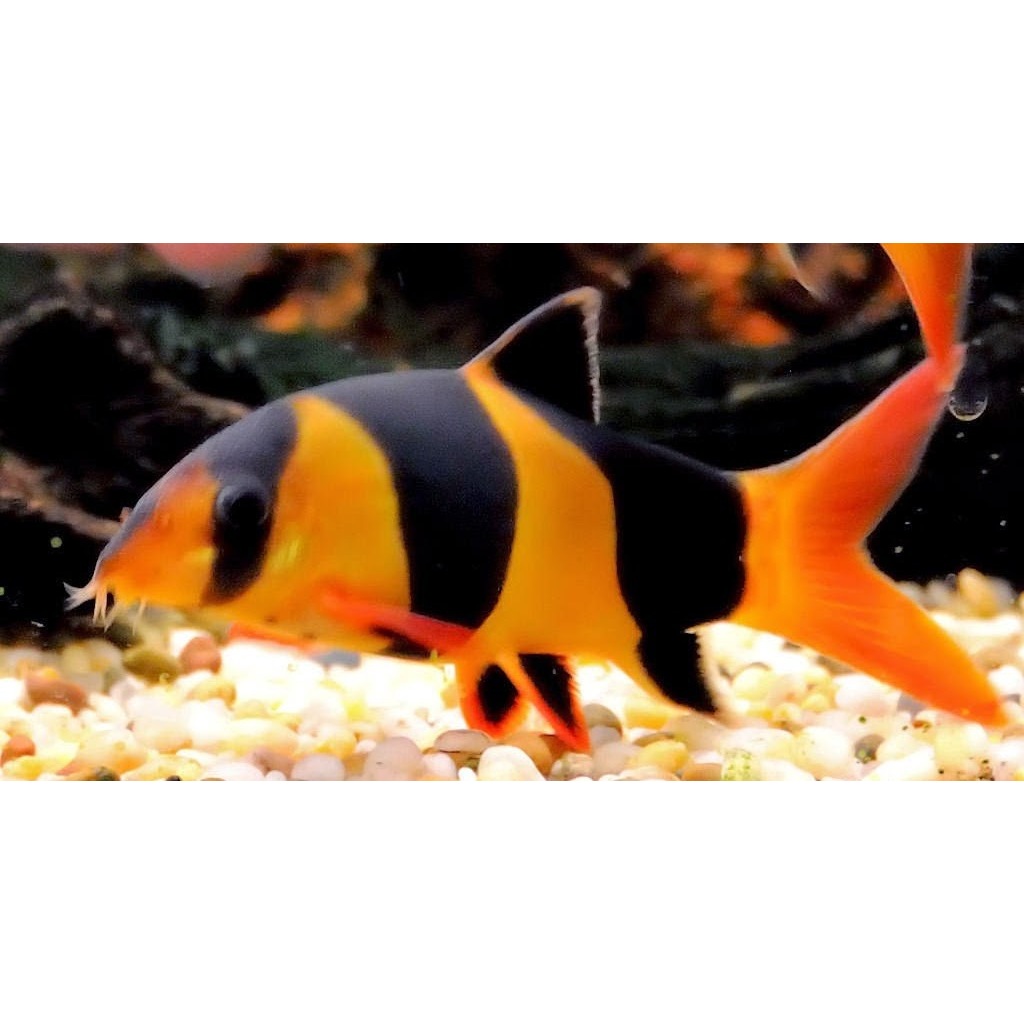 (Seafood) Botia Asli Kalimantan 9cm Pembersih dasar aquarium
