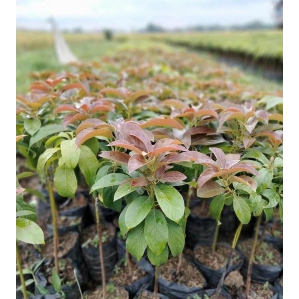 Bibit Alpukat Red Vietnam - up 1.5 meter