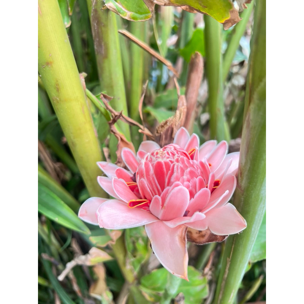 kecombrang asli medan segar yg kuncup batang atau yang mekar juga ada