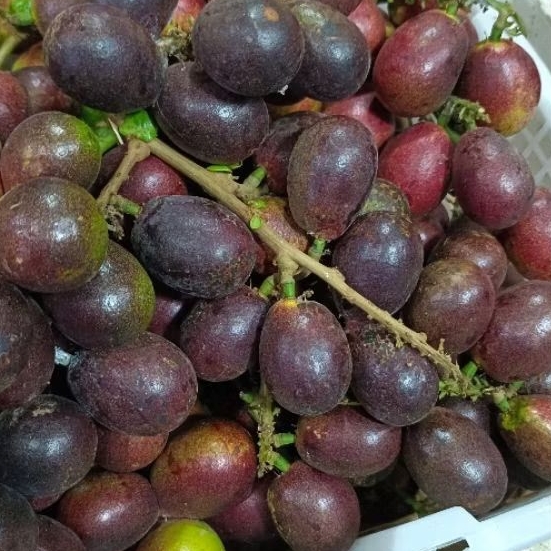 BUAH MATOA ASLI PAPUA, BUAH 3 RASA LENGKENG RAMBUTAN DURIAN