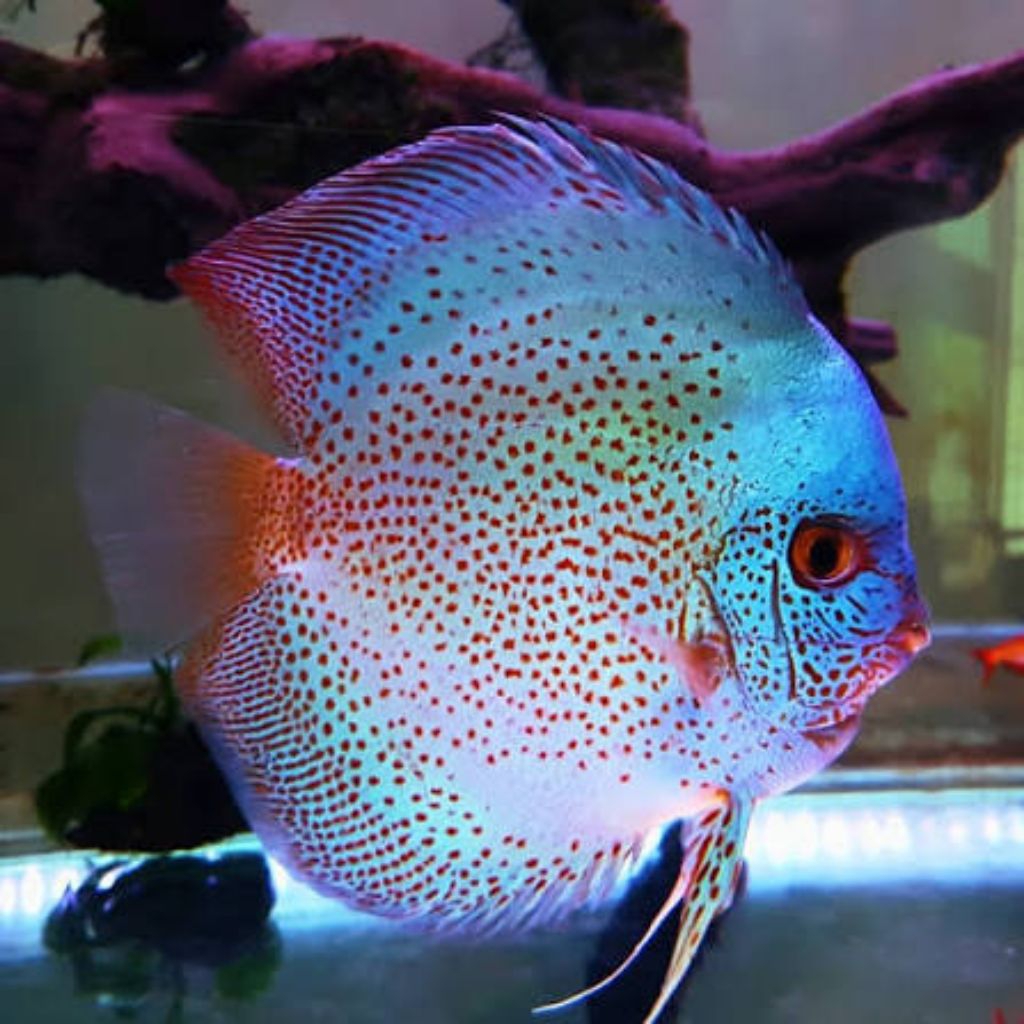 discus blue scorpion drak dragon hiasan elegan