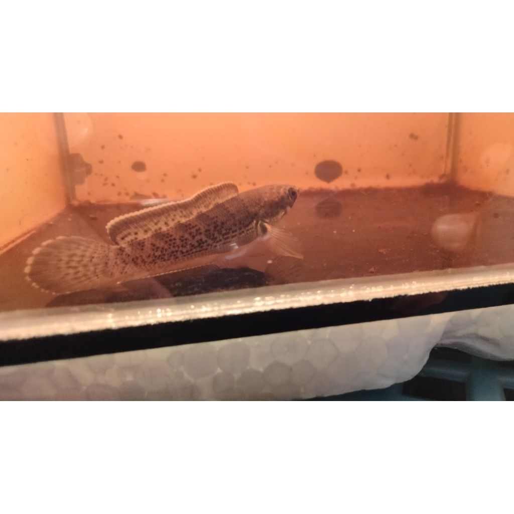 Stiker Chana Auranti