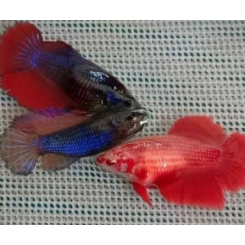 Betina Cupang Halfmoon Full Telur Siap Kawin