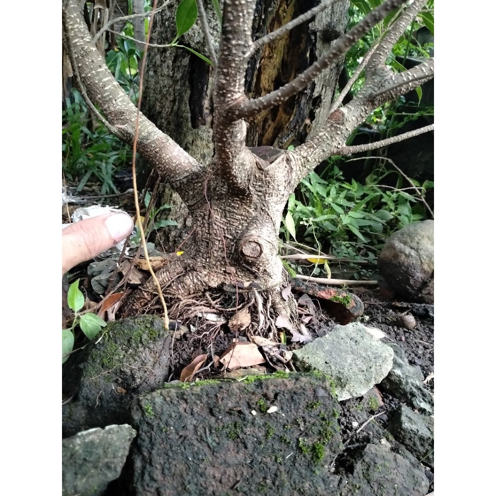 cangkokan kimeng bogel