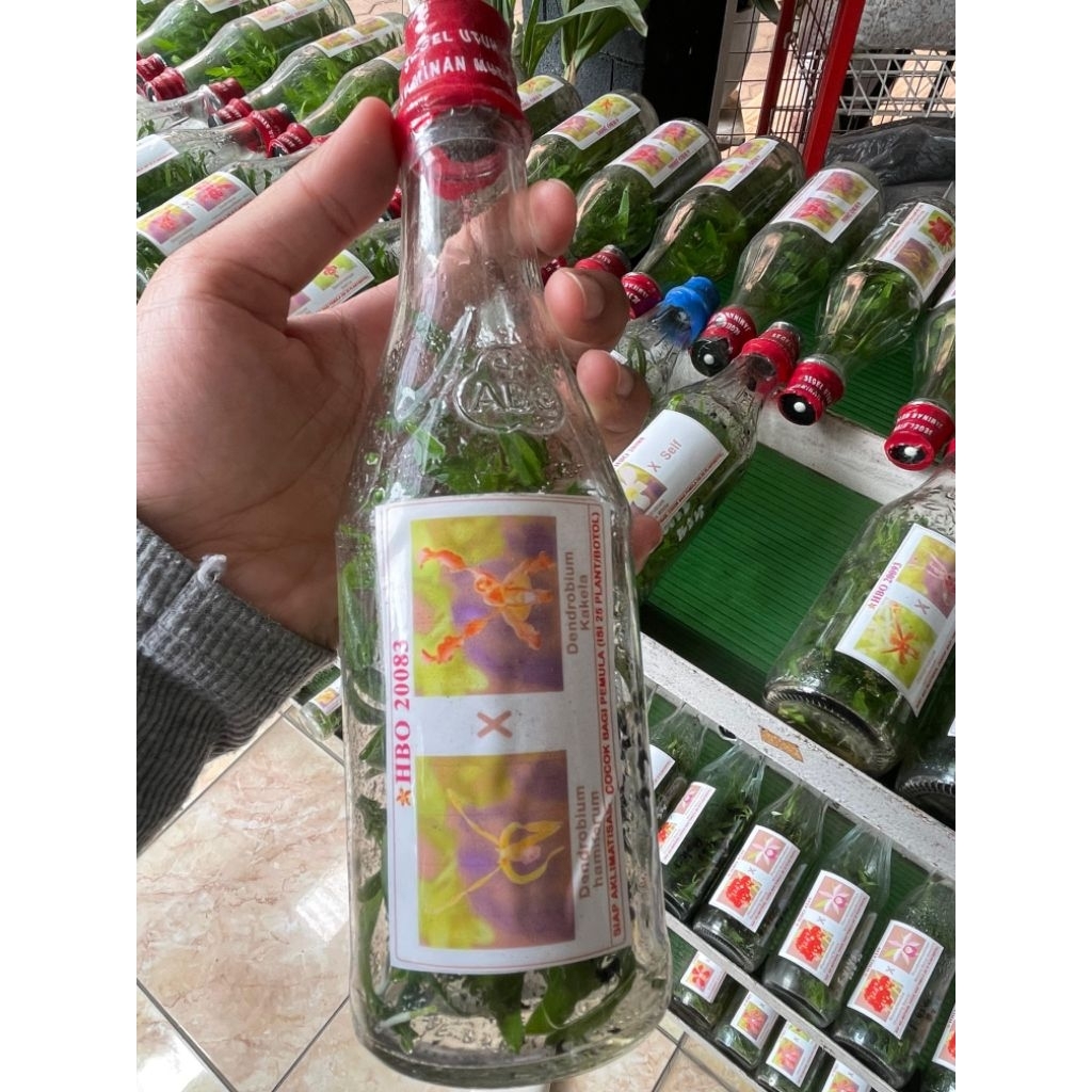 bibit anggrek dendrobium dalam botol siap sedling