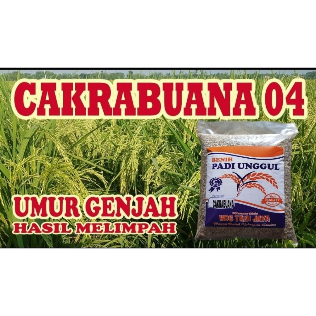 5KG BENIH PADI CAKRABUANA-04 ORIGINAL LABEL PUTIH