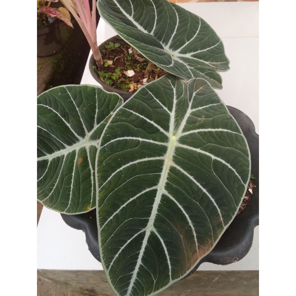 Tanaman Hias Alocasia Black Velvet Daun Hitam Pekat Mudah Dirawat