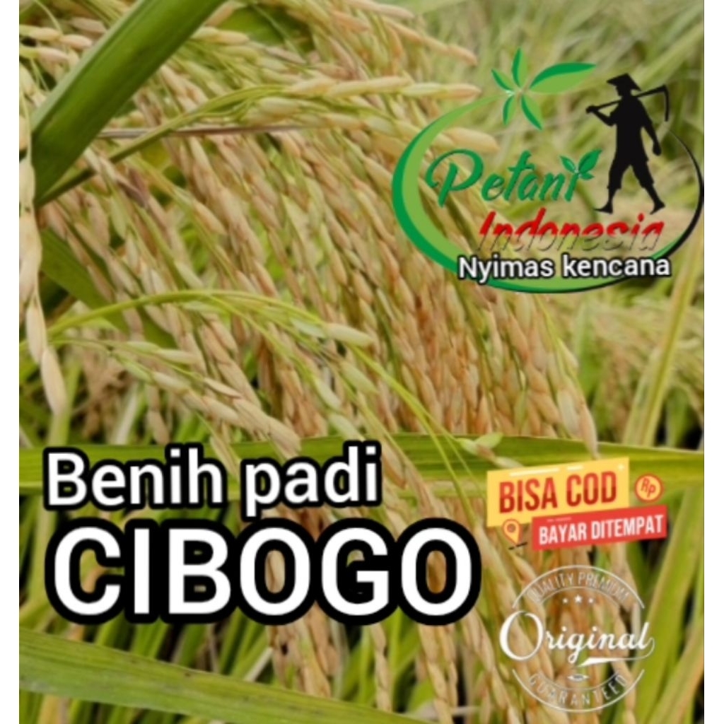 BENIH PADI CIBOGO SUPER KEMASAN 5KG