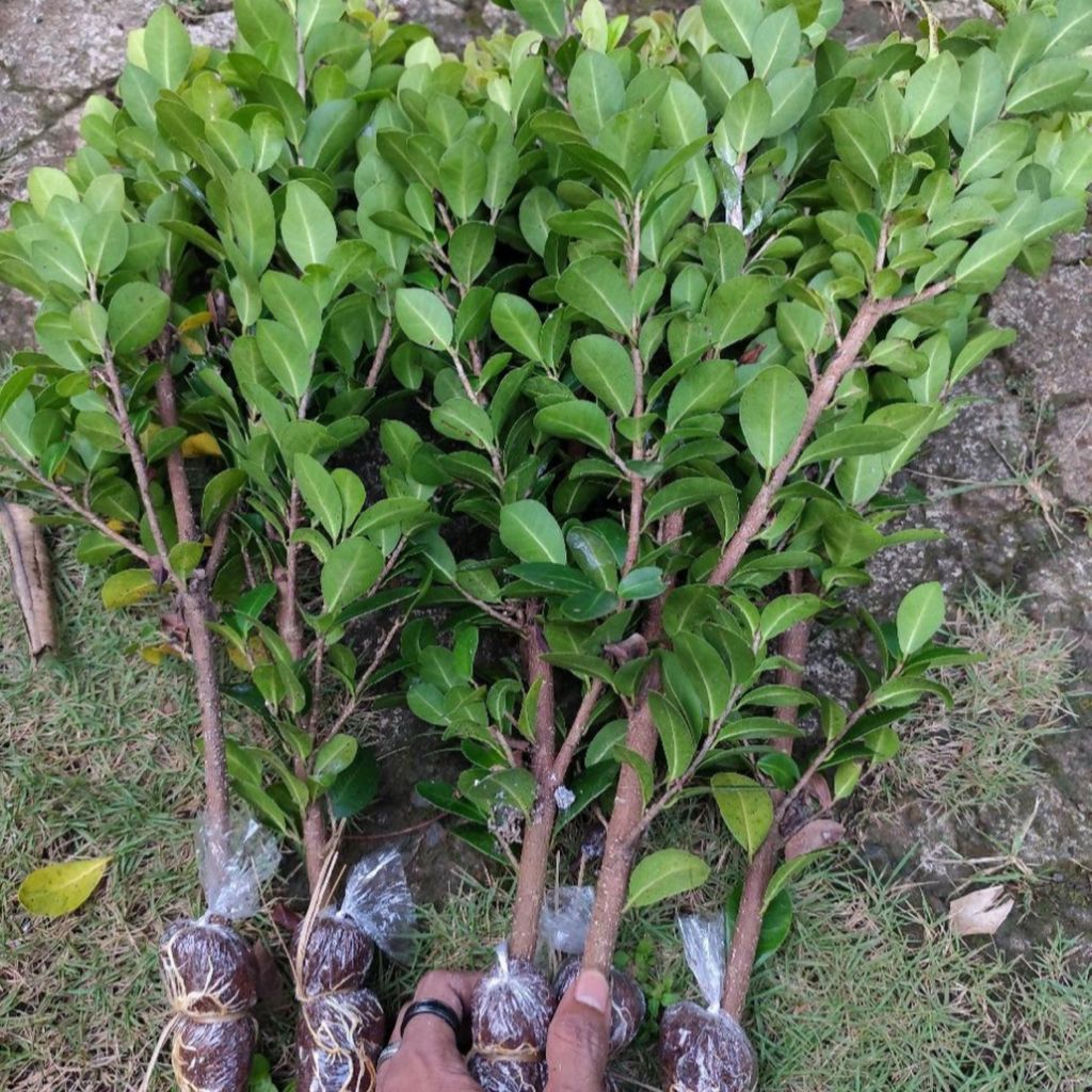 bibit beringin kompakta bahan bonsai