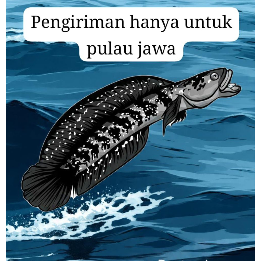 ws pure (irfan aquatic) 5centi