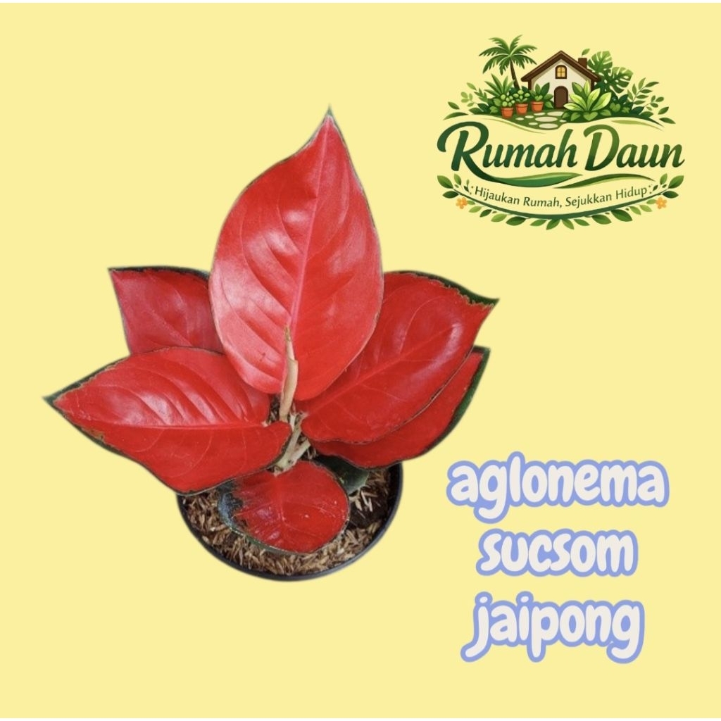 tanaman hias aglonema sucsom jaipong - aglonema suksom jaipong