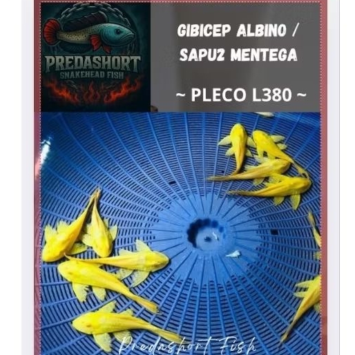 Gibicep Pleco L083 / sapu2 mentega real 100% garansi pengiriman