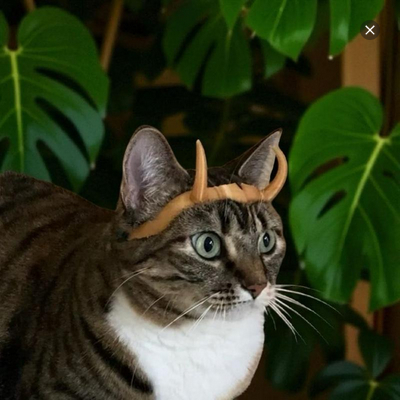 Helm/Topi Hewan Peliharaan Lucu Untuk Kucing - Half Crown LokiCat