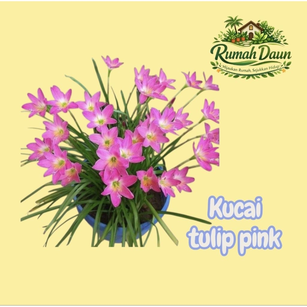 tanaman hias kucai tulip pink - kucai tulip bunga pink