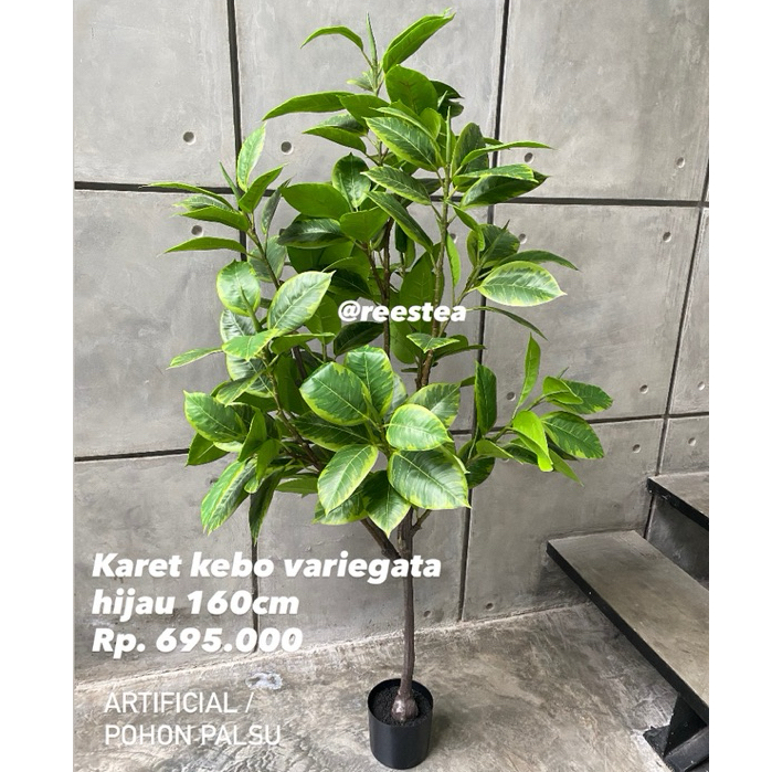 Pohon Karet Kebo Variegata Tinggi 160cm / Pohon Hias Palsu / Artificial plant
