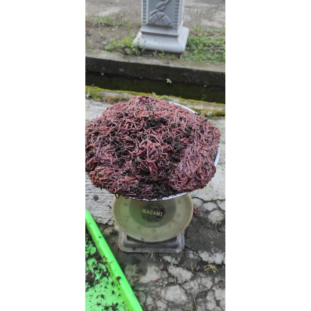 Cacing Tiger 500  berkualitas/umpan mancing Galatama lele