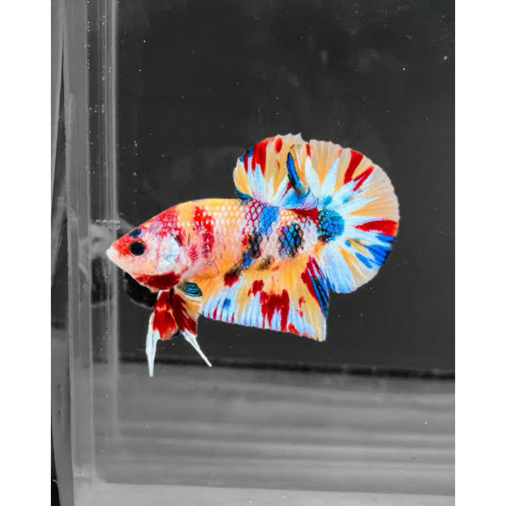 Bahanan cupang giant multicolor kualitas grade 3,5 bulan ajib