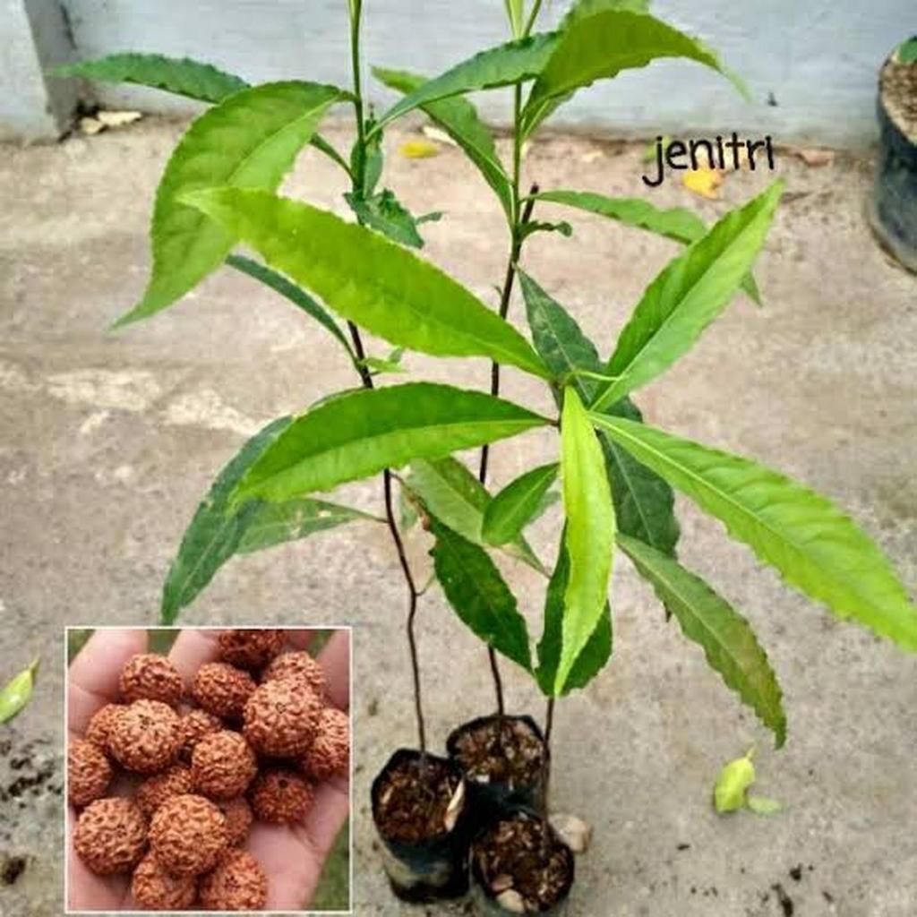 Bibit Pohon Jenitri Super