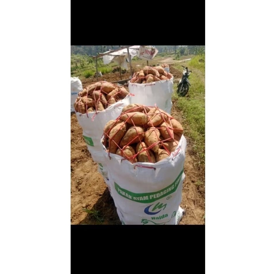 TELO MADU / UBI CILEMBU madu / KETELA OVEN