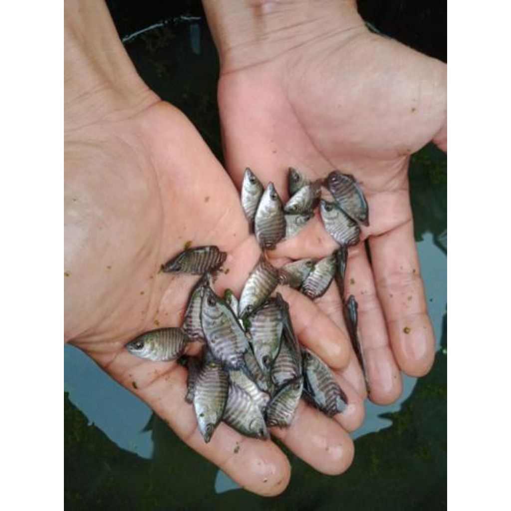 Hiasan Kolam Bibit Gurami Size Mancis 100 Pcs Bibit Ikan Konsumsi Bozz Louhan Pekanbaru