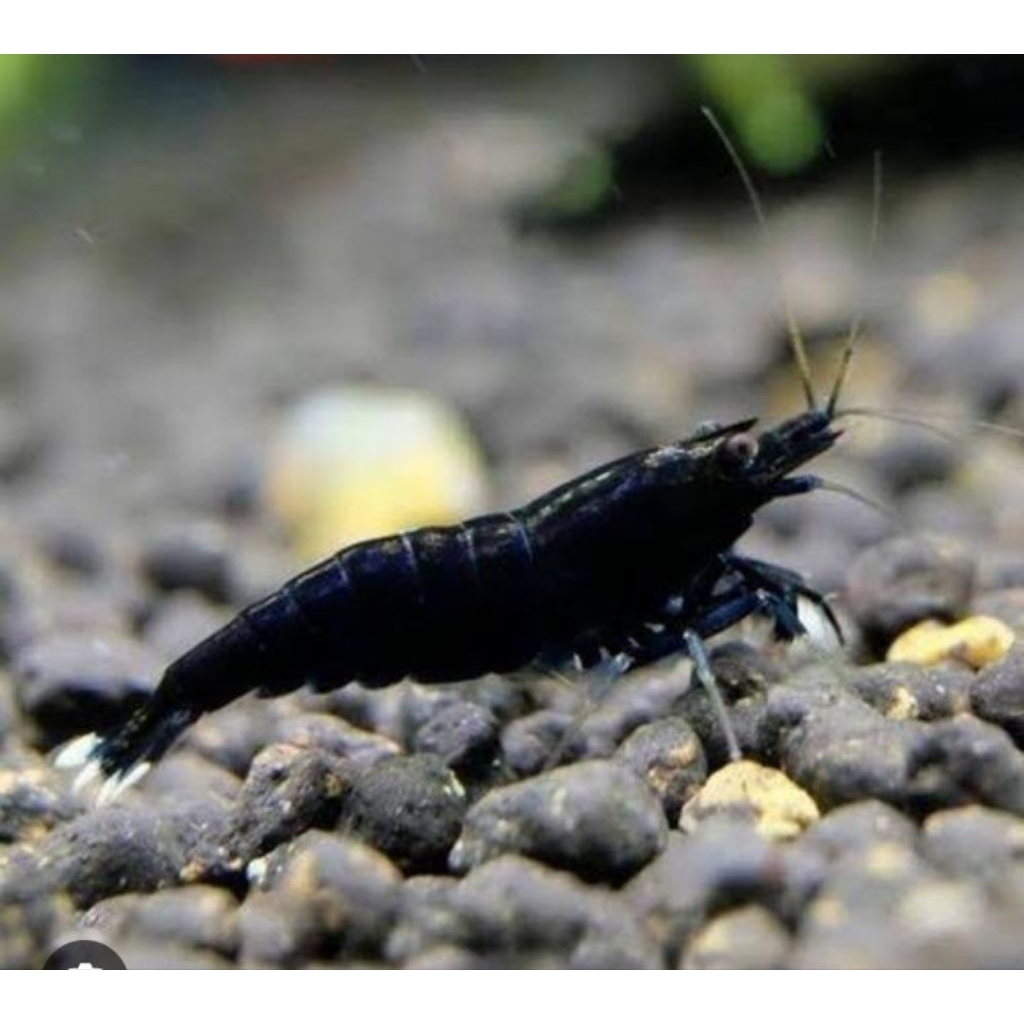 Udang Hias –blackcoco– Udang Aquascape – Udang Hias Murah – Udang Pembersih Lumut
