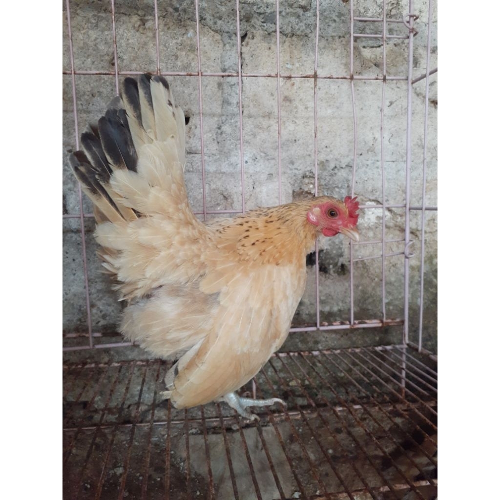 ayam serama betina indukan
