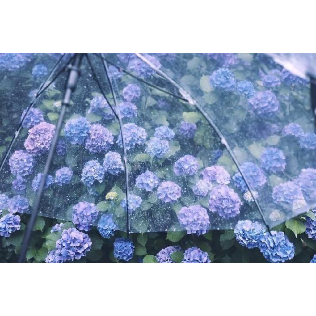 cherry blossom after winter