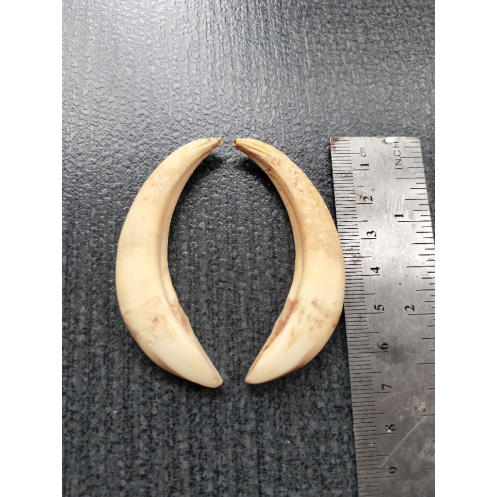 Taring babii sepasang.dijamin asli