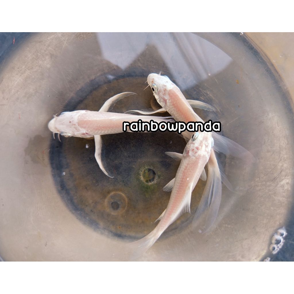 HIASAN AQUARIUM KOI SLAYER PLATINUM 7-8 CM