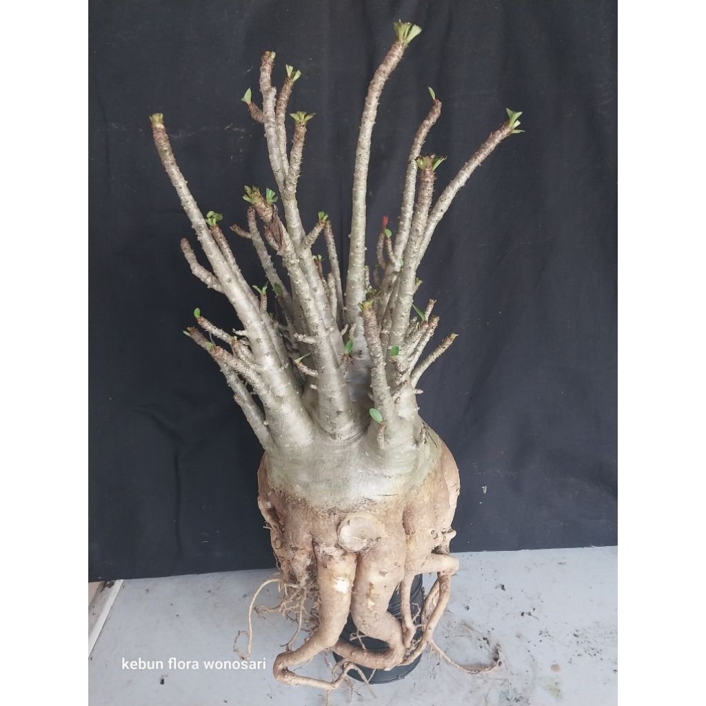 Adenium Arabicum Hibrid Godji x NSDD Prokar Induk