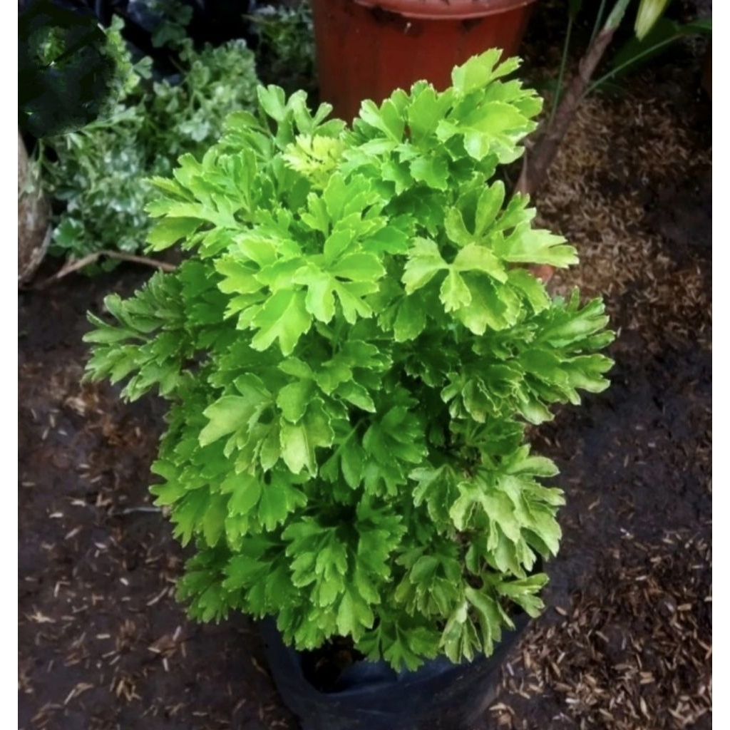 Tanaman Hias Andong Laut Hijau - Pohon Andong Laut Hijau