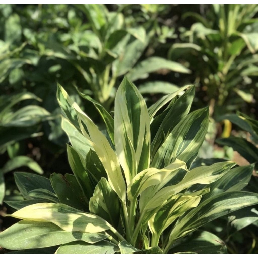 Tanaman Hias Hanjuang Hijau Varigata - Pohon Andong Hijau Hanjuang