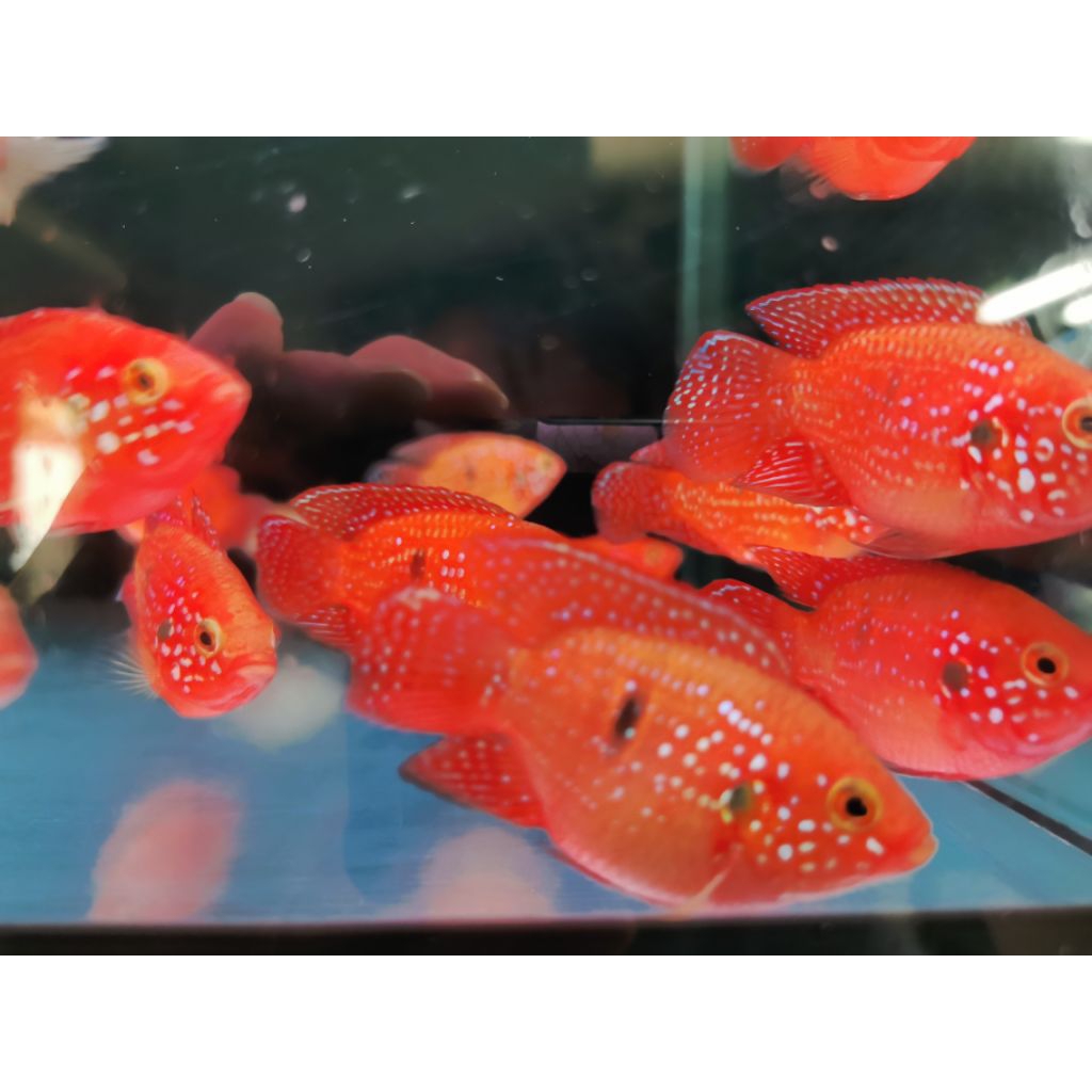 IKAN HIAS Chichild Red Jewel short body size M KHUSUS INSTANT