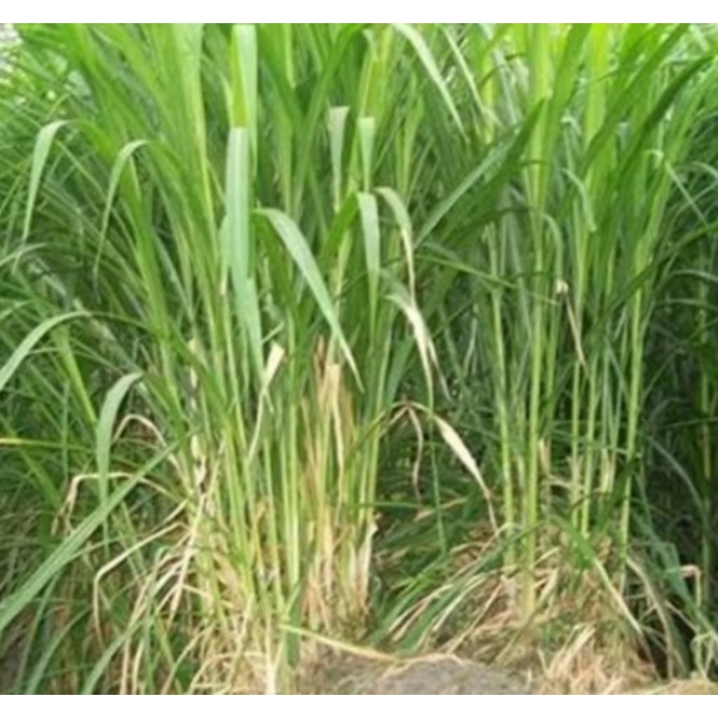 bibit rumput gajahan
