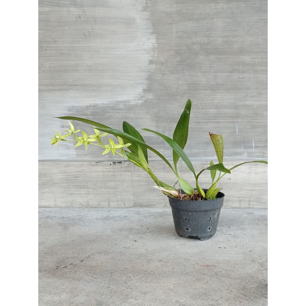 Coelogene pandurata (anggrek hitam kalimantan)